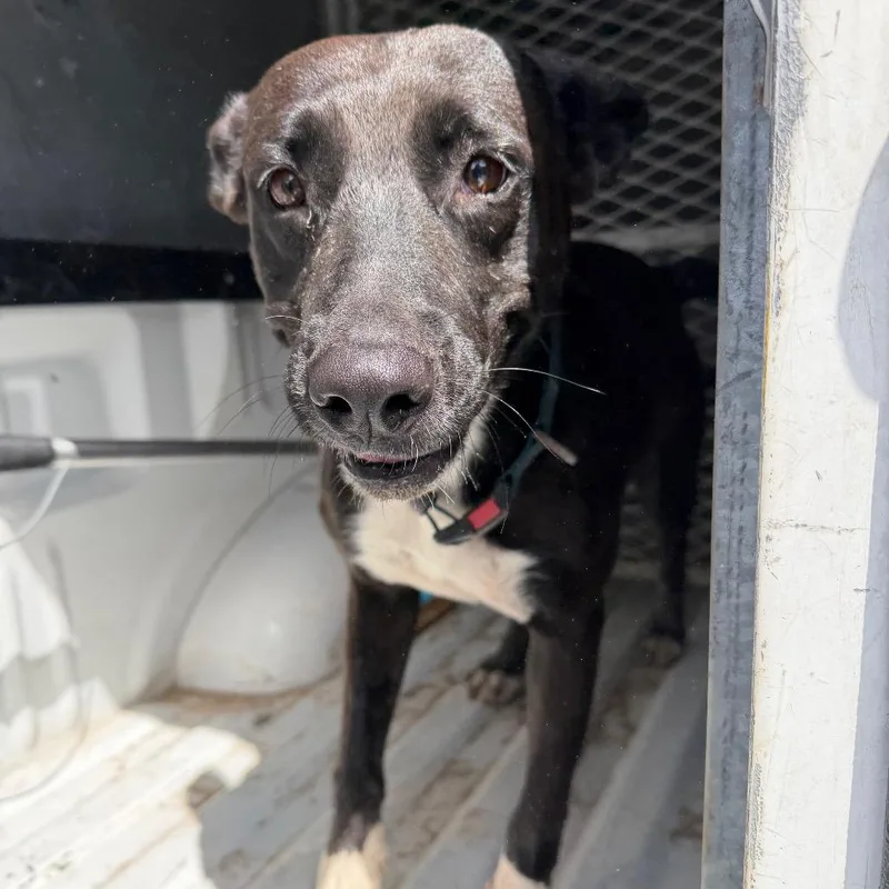 An adult medium-sized female Black Shepherd dog named Pear for adoption in Edinburg, TX