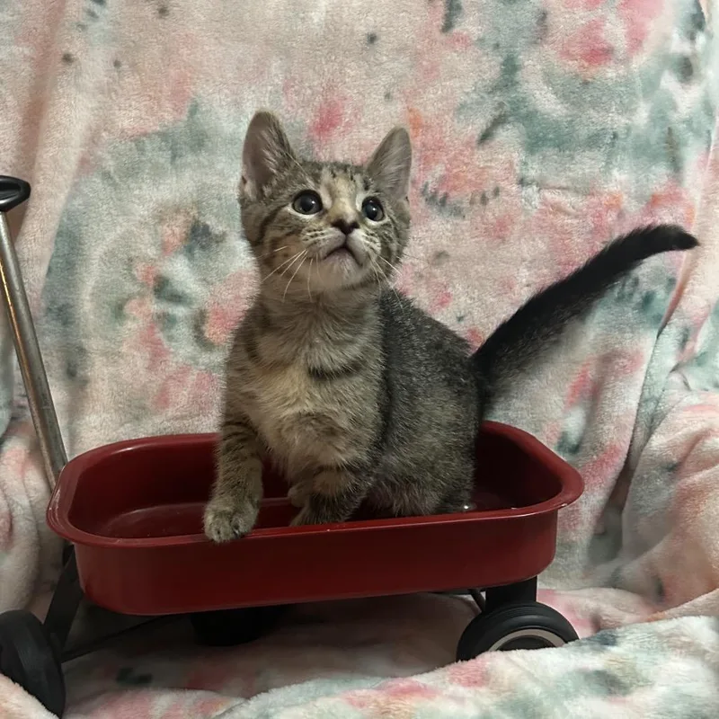 A baby small-sized female Brown / Chocolate Domestic Short Hair cat named BoPeep for adoption in Columbia, MO
