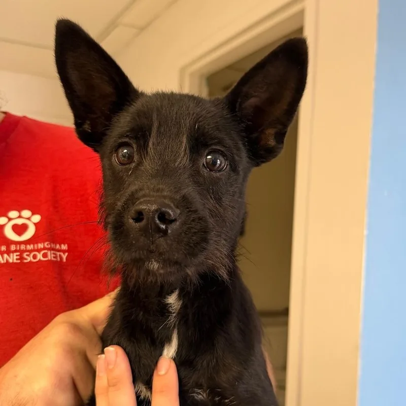 A young small-sized male Black Schnauzer dog named Dougie for adoption in Birmingham, AL