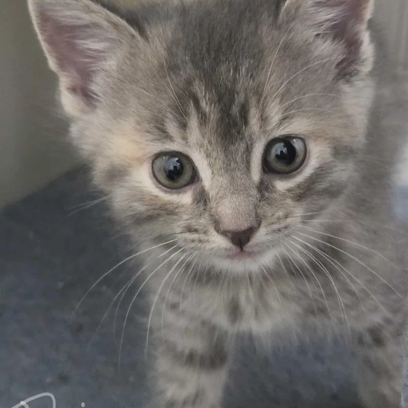 A baby small-sized female Domestic Long Hair cat named Anabeth for adoption in Glenfield, NY