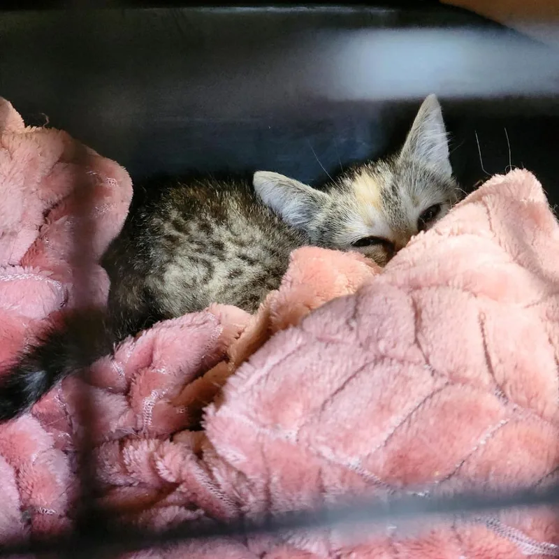A baby small-sized female Torbie Domestic Short Hair cat named Pippa for adoption in Columbus, NC