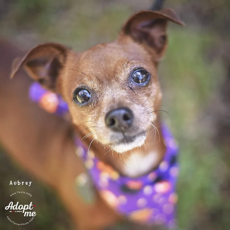 An adult small-sized female Chihuahua dog named Aubrey for adoption in Kingwood, TX