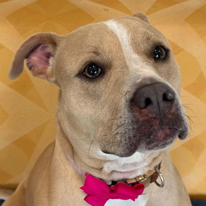 A young medium-sized female American Staffordshire Terrier dog named Brynn for adoption in Danbury, CT