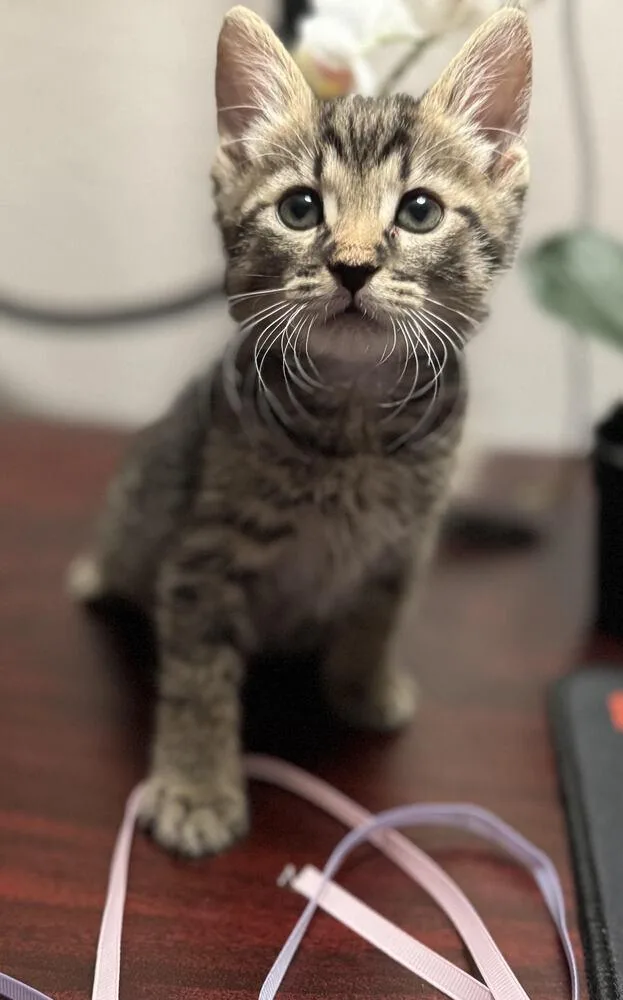 A baby small-sized female Tabby (Brown / Chocolate) Domestic Medium Hair cat named Virga for adoption in Lancaster, CA