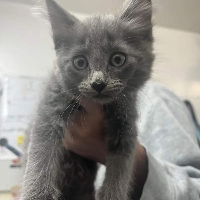 A baby small-sized female Gray / Blue / Silver Domestic Short Hair cat named Drift for adoption in Point Richmond, CA
