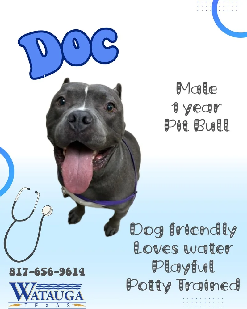 An adult medium-sized male Gray / Blue / Silver American Bully dog named Doc for adoption in Watauga, TX