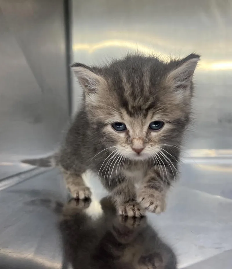 A baby small-sized female Domestic Short Hair cat named Groot for adoption in Murray, KY