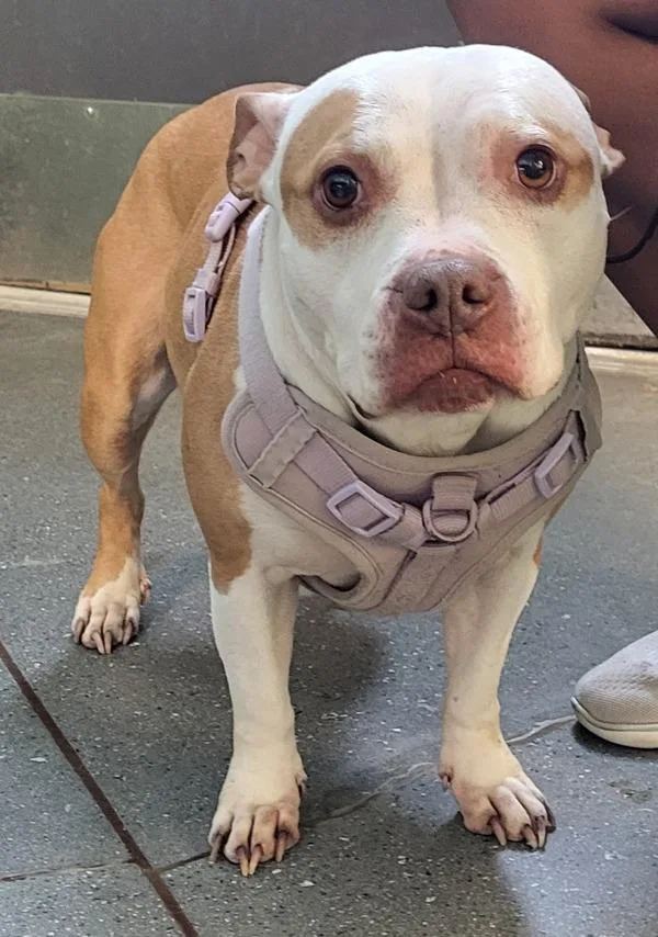 Pen  Remi thumbnail 2