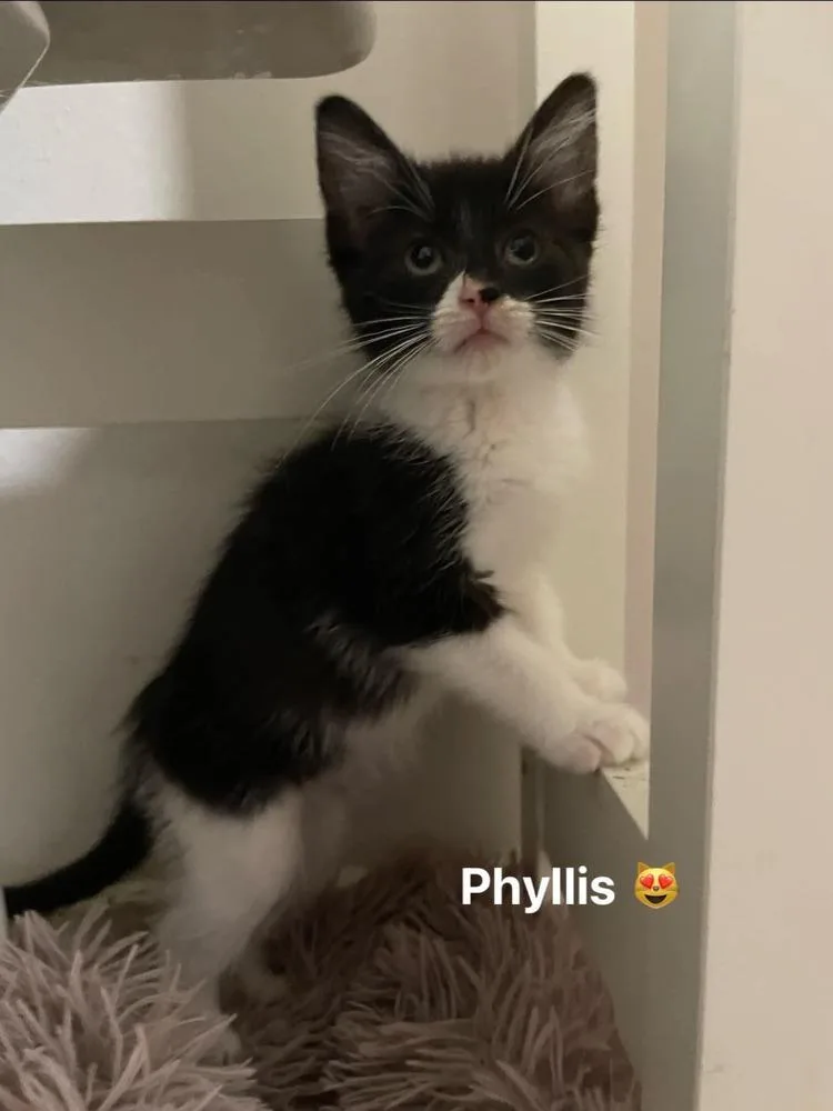 Phyllis thumbnail 3