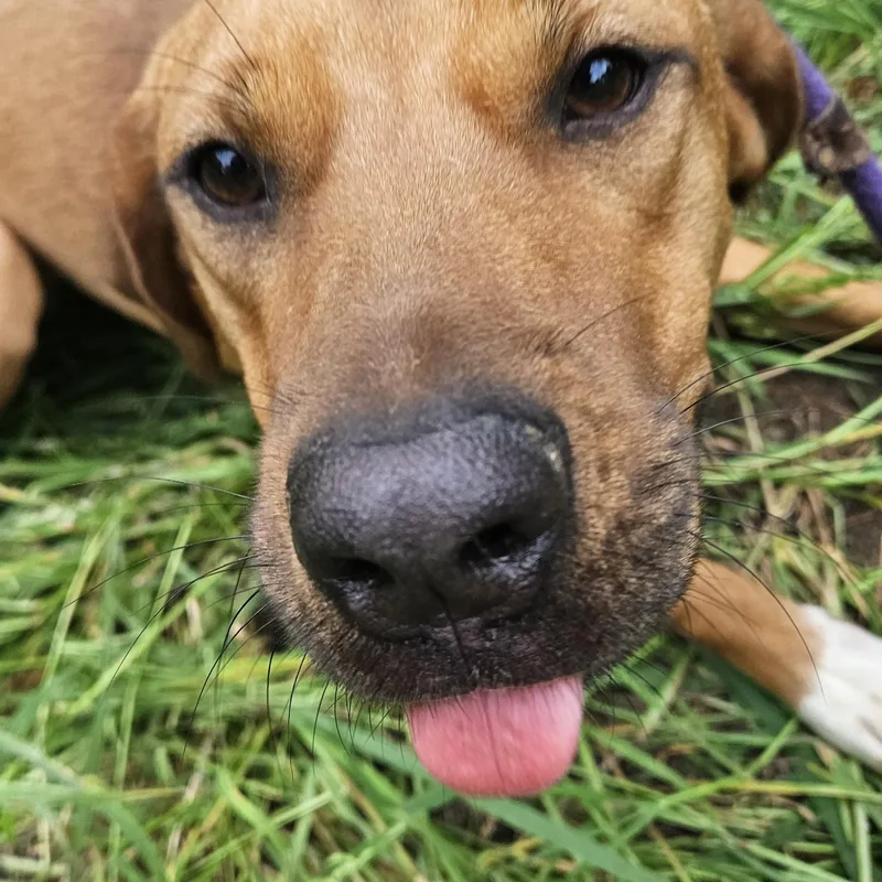 Petunia   Co thumbnail 3