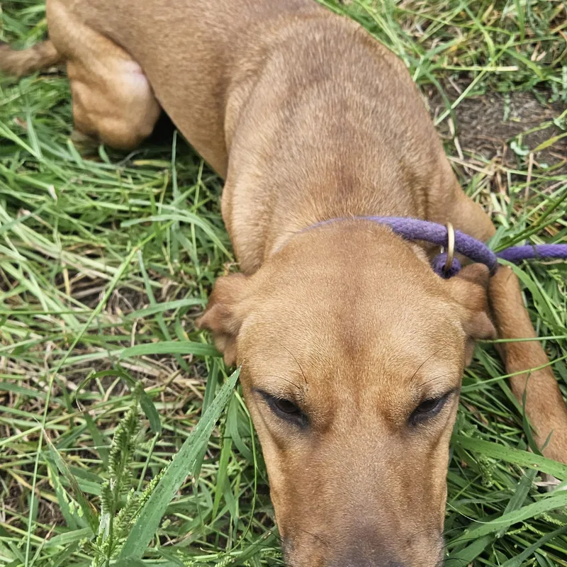 Petunia   Co thumbnail 4