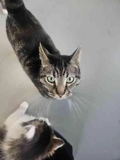 An adult medium-sized male Domestic Short Hair cat named Spook for adoption in Mount Pleasant, IA