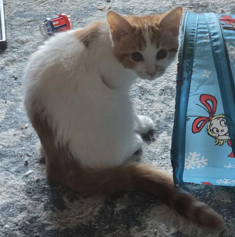 A young medium-sized female Domestic Short Hair cat named Cindy for adoption in Phoenix, AZ
