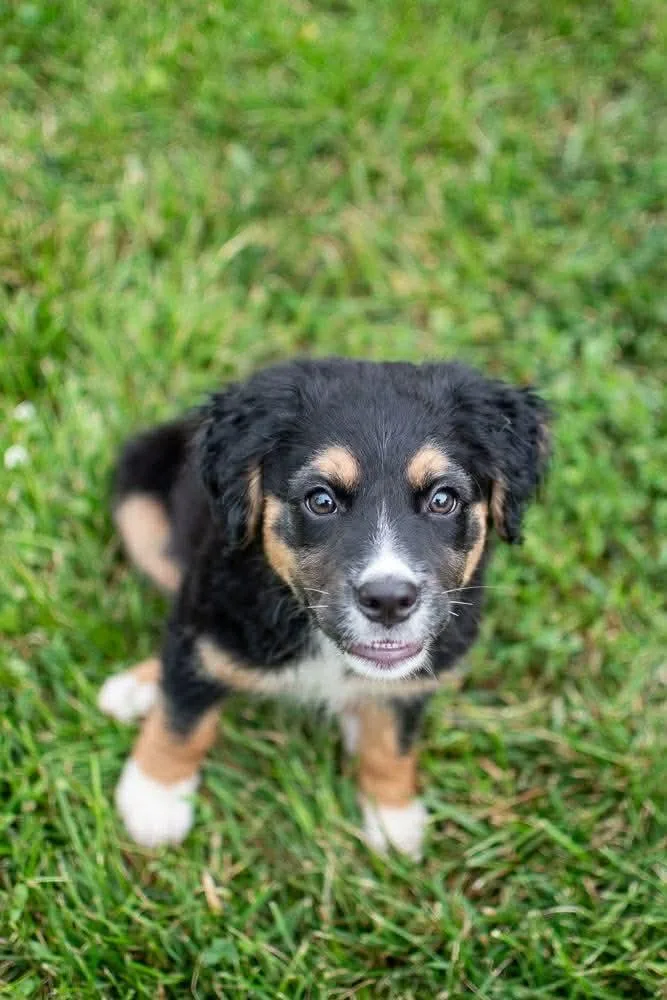 A baby medium-sized female Australian Shepherd dog named Kiana for adoption in Germantown, OH