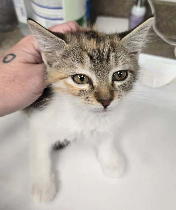 A baby small-sized female Domestic Short Hair cat named Sena for adoption in Salt Lake City, UT