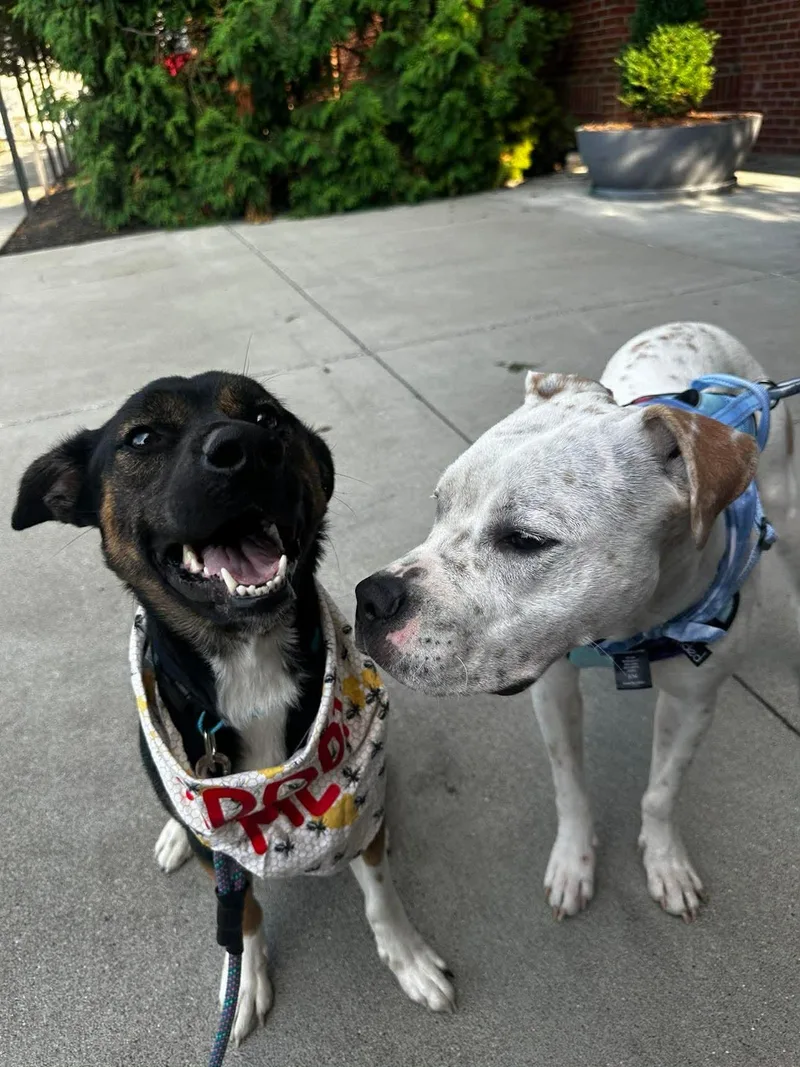 An adult medium-sized female Boxer dog named Eevee for adoption in Germantown, OH