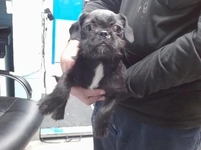 A baby small-sized male Pug dog named Monopoly for adoption in Albuquerque, NM