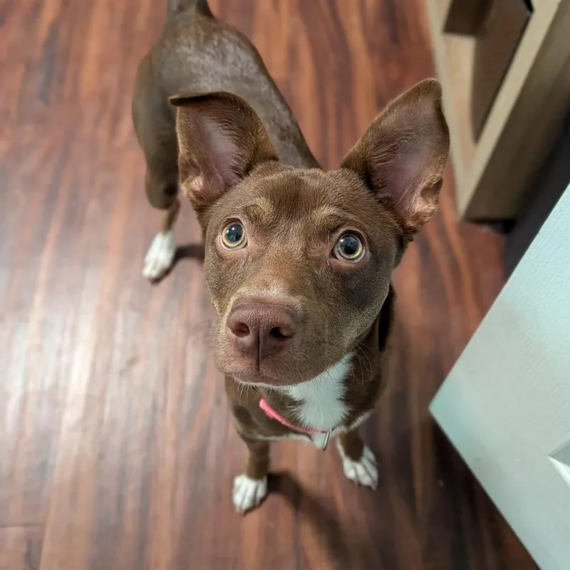 A young small-sized female Brown / Chocolate Chihuahua dog named Zinnia for adoption in Ocala, FL