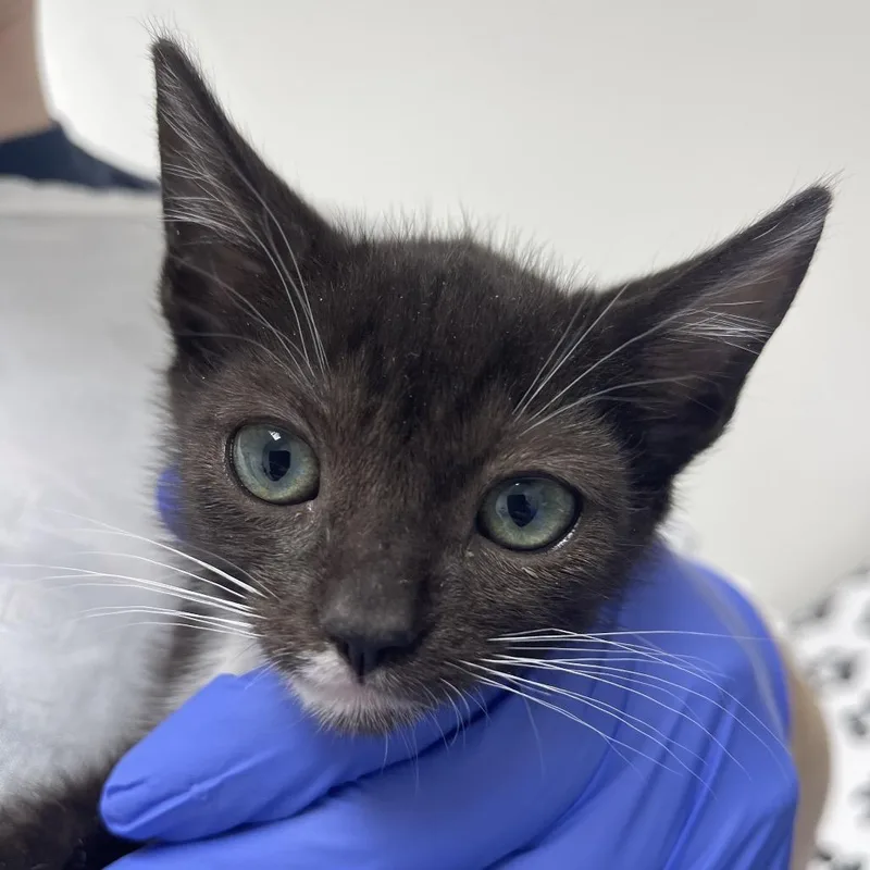 A baby small-sized female Black Domestic Short Hair cat named Minnie for adoption in Long Beach, CA
