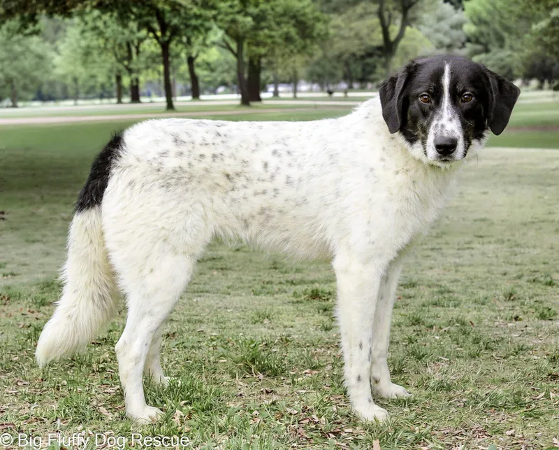 A young medium-sized male Great Pyrenees dog named Thatcher for adoption in Nashville, TN
