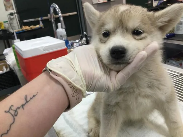 A baby small-sized female Siberian Husky dog named Lisa for adoption in Thousand Palms, CA