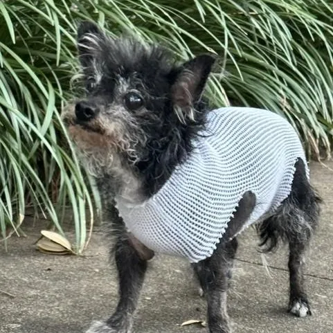 A senior small-sized female Black Yorkshire Terrier dog named Stella for adoption in Houston, TX