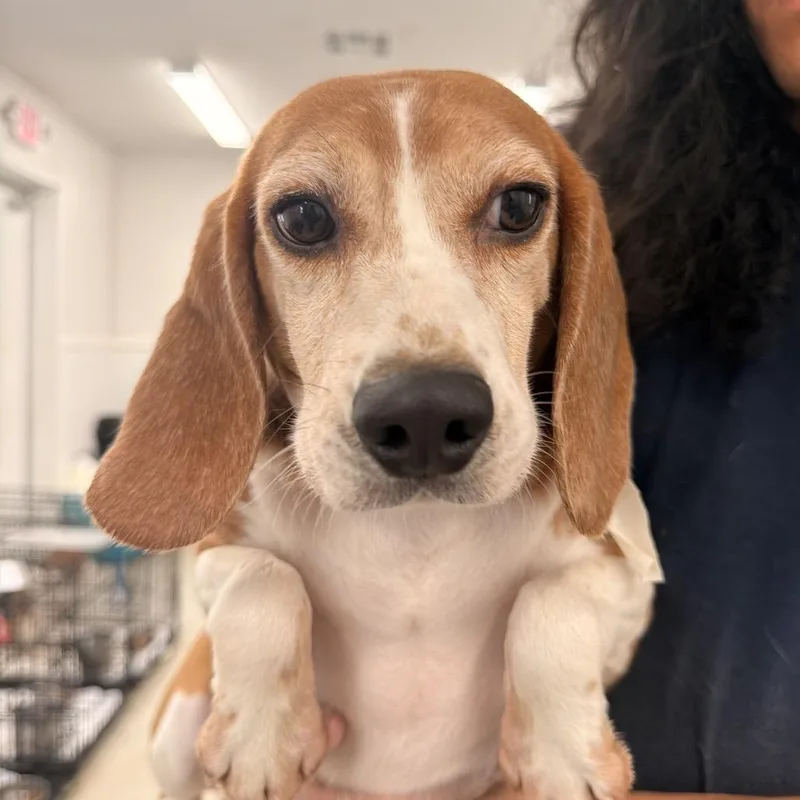 An adult small-sized female Yellow / Tan / Blond / Fawn Beagle dog named QBR aka for adoption in LOXAHATCHEE, FL