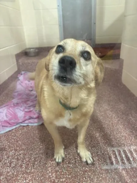 A senior medium-sized female Corgi dog named Bonnie  Companion To for adoption in Stratham, NH