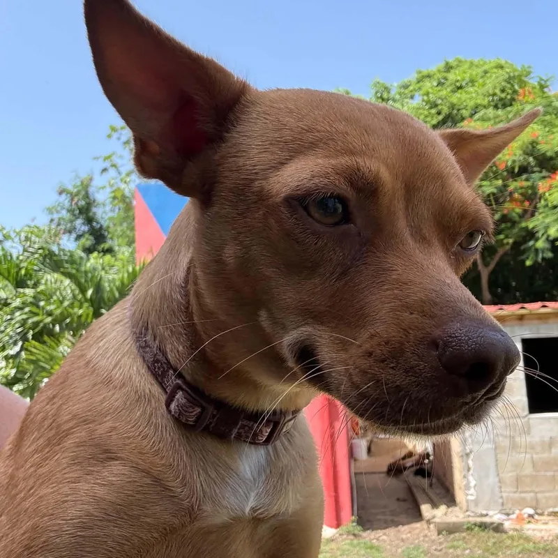A young small-sized female Chihuahua dog named Brina for adoption in ISABELA, PR