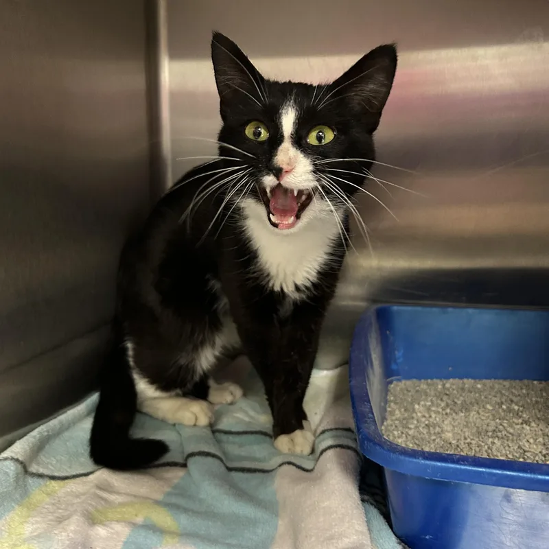 An adult medium-sized male Black & White / Tuxedo Tuxedo cat named Liver for adoption in La Grange Park, IL