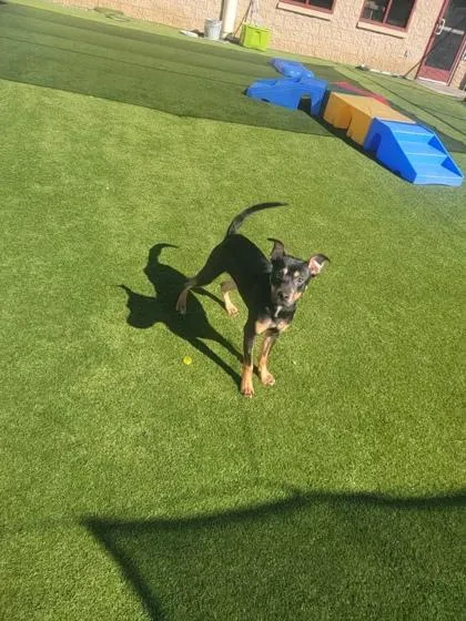 A baby medium-sized male Mixed Breed dog named Stanley for adoption in Independence, MO