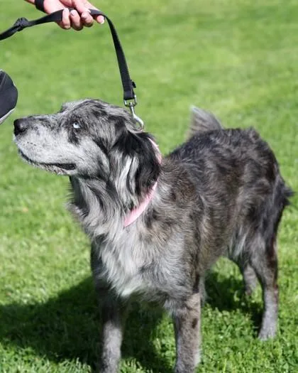 An adult medium-sized female Mixed Breed dog named Aphrodite for adoption in West Chester, PA