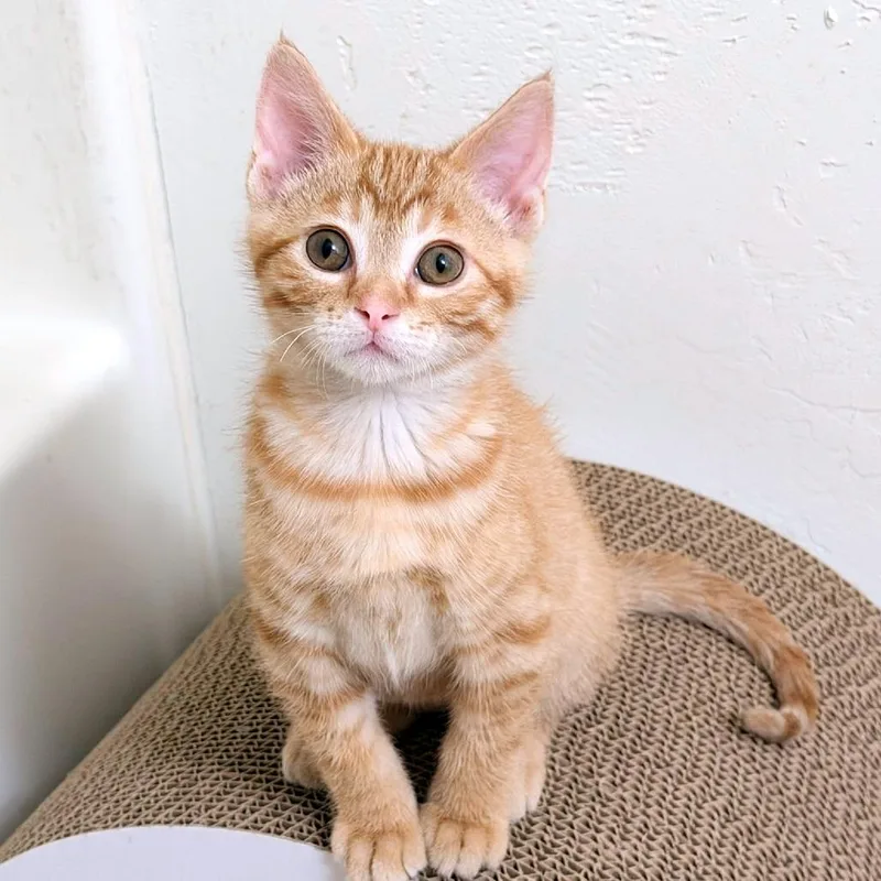 A baby small-sized male Orange / Red Domestic Short Hair cat named Tango for adoption in Green Bay, WI
