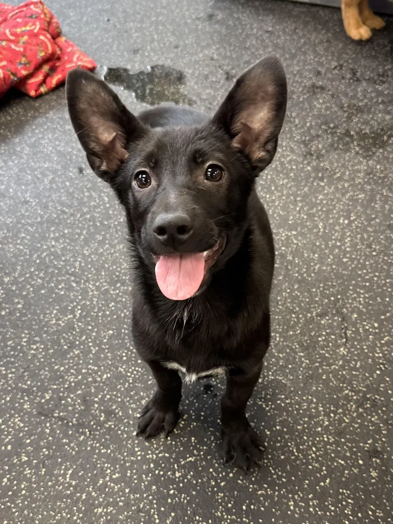 Female Corgi Mixes thumbnail 2