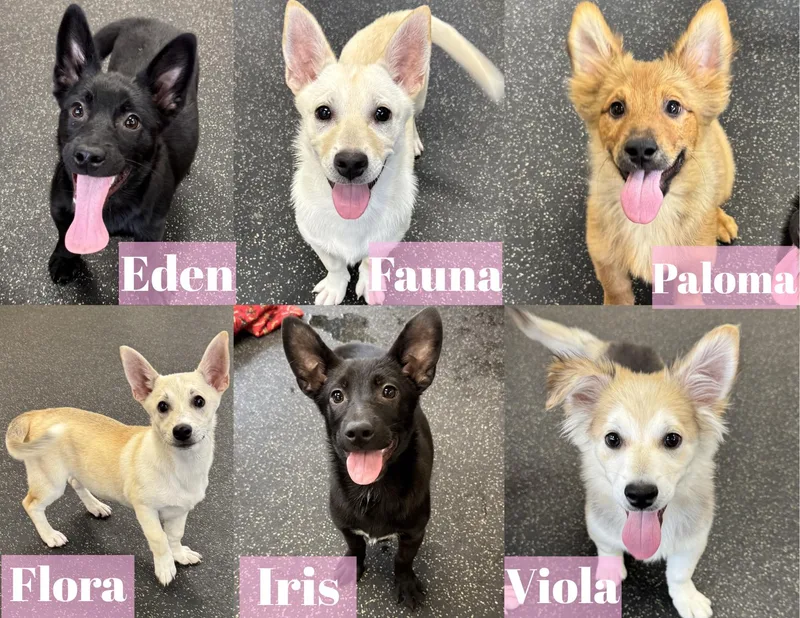 Female Corgi Mixes