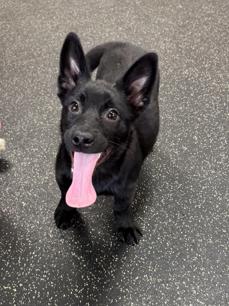 Female Corgi Mixes thumbnail 3