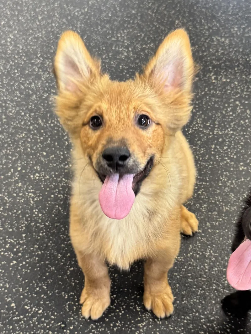 Female Corgi Mixes thumbnail 4