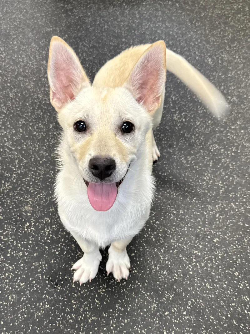 Female Corgi Mixes thumbnail 5