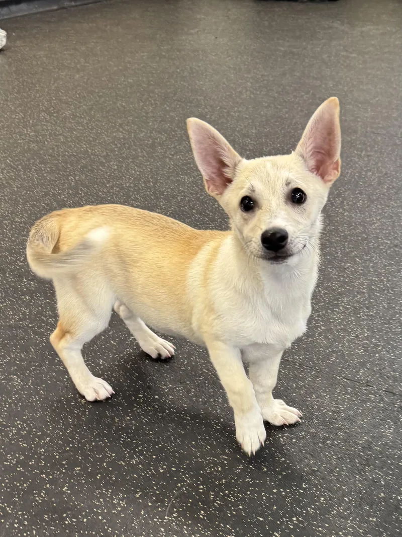 Female Corgi Mixes thumbnail 6