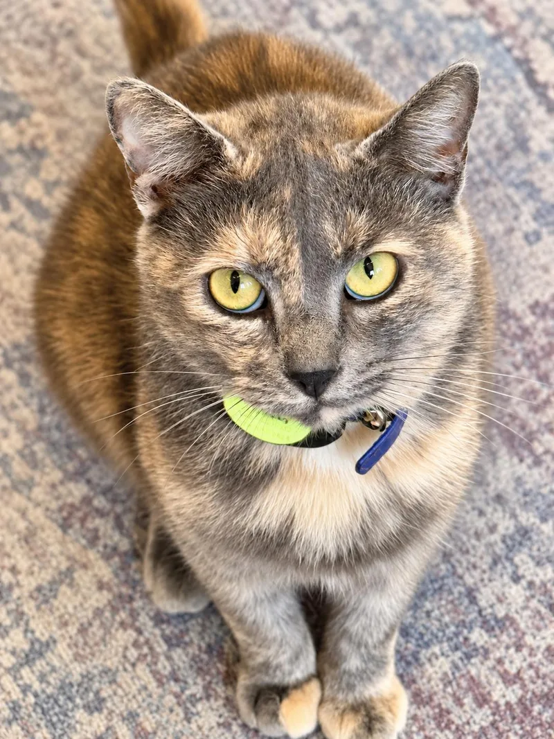 A young large-sized female Domestic Short Hair cat named Zoe for adoption in Long Beach, CA