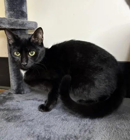 A young small-sized female Domestic Short Hair cat named Morticia for adoption in Savannah, GA
