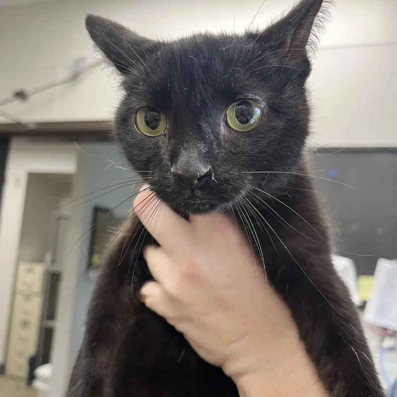 A young small-sized female Black Domestic Short Hair cat named Fern for adoption in Columbiana, AL