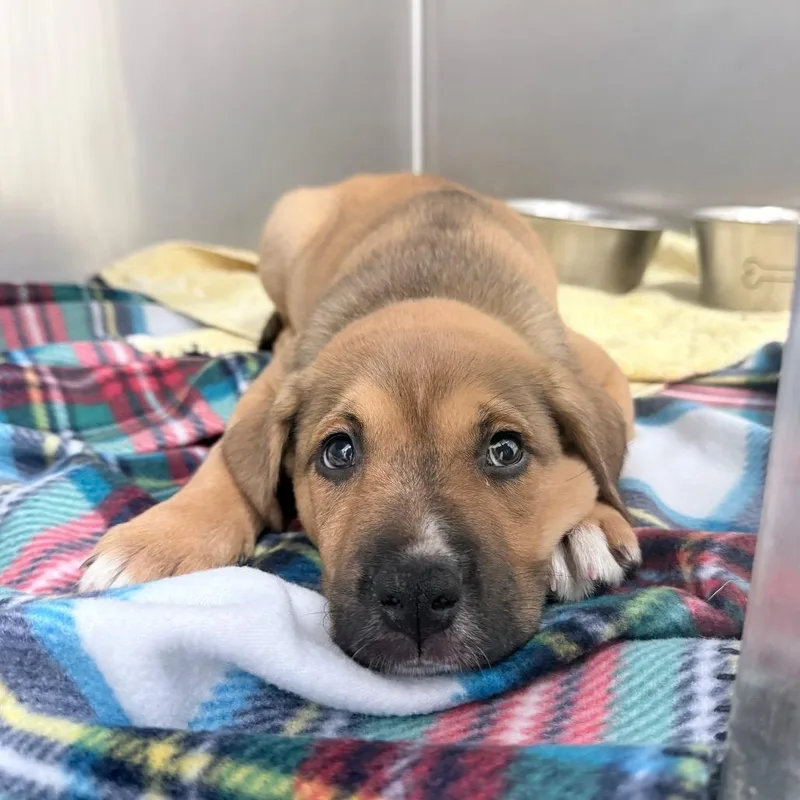 A baby medium-sized female Brown / Chocolate Mixed Breed dog named Puddles for adoption in Auburn, AL