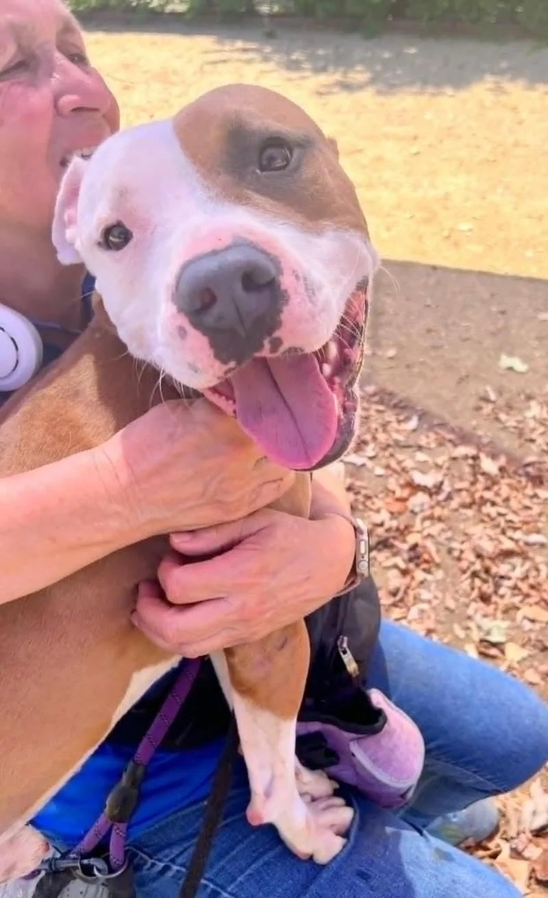 An adult medium-sized male Brown / Chocolate Mixed Breed dog named Jonah for adoption in Georgetown, TX