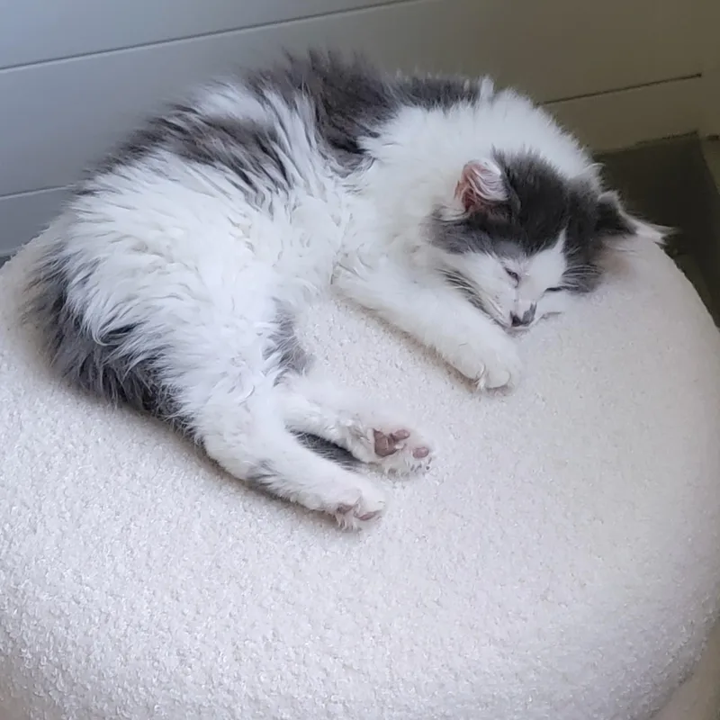 Bubbly thumbnail 2
