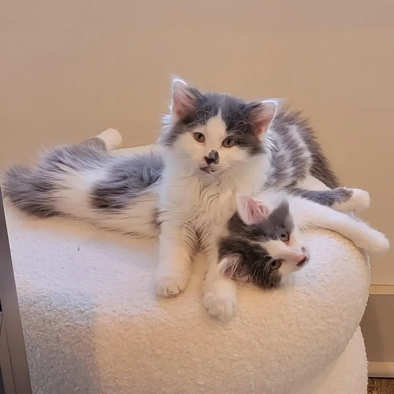 Bubbly thumbnail 3