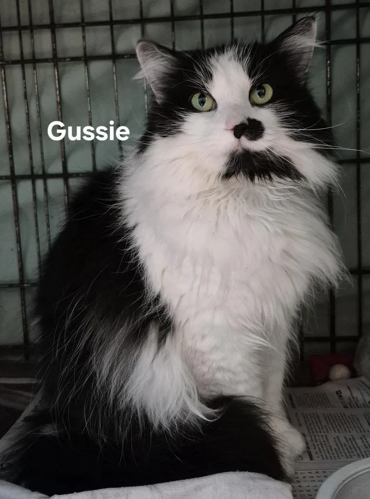 Gussie thumbnail 2