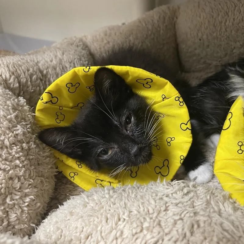 A baby small-sized female Black Domestic Medium Hair cat named Elastigirl for adoption in Mentor, OH