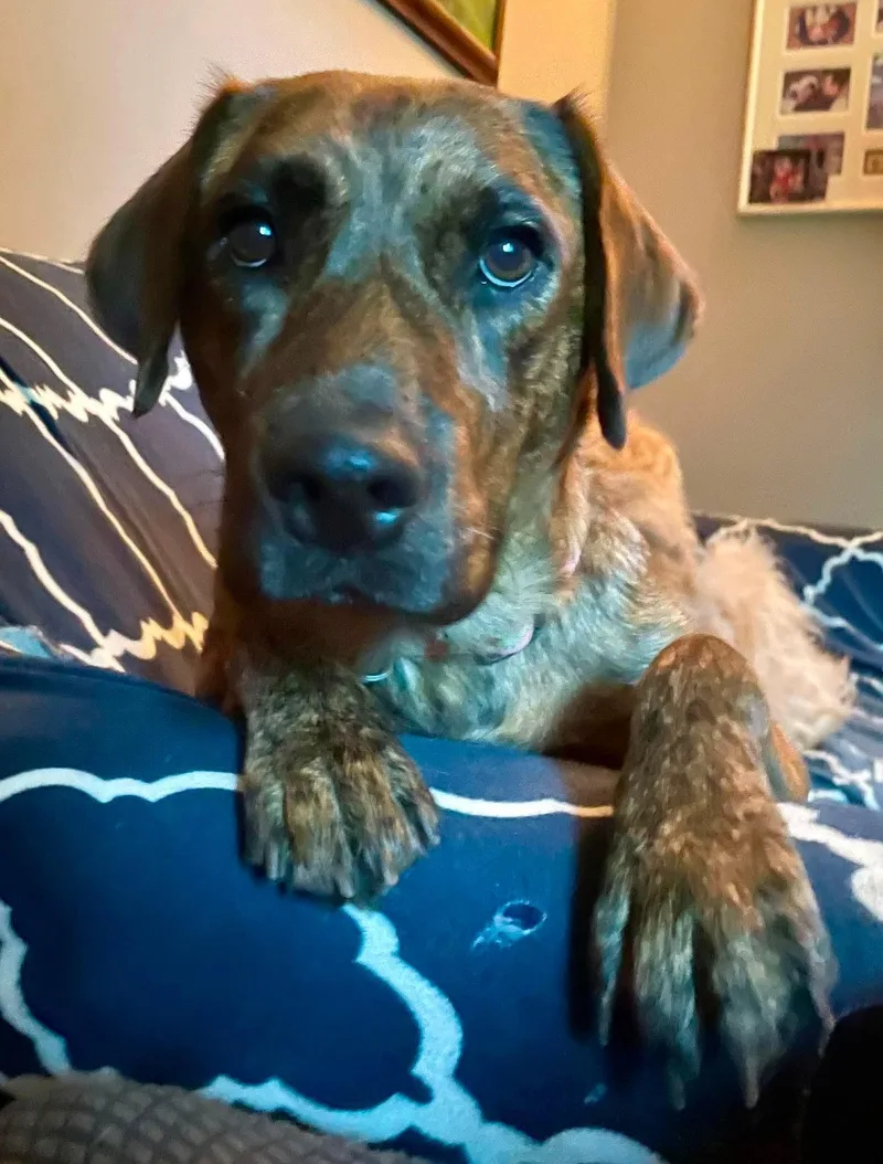 A young medium-sized female Labrador Retriever dog named Bonnie for adoption in Carmel, NY