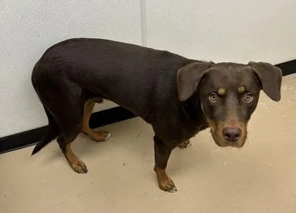 An adult large-sized male Doberman Pinscher dog named Rusty for adoption in Phoenix, AZ